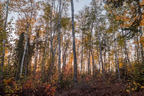 Una Amplia Toma Colores Otoño Atardecer Bosque Cabaña — Foto de Stock