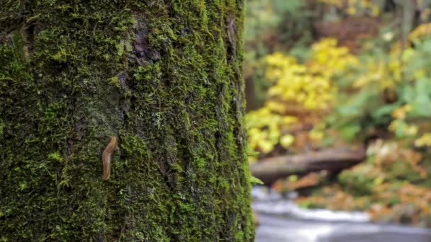 Slug Ormanda Bir Ağaçta Sürünüyor Uhd Zaman Çizelgesi — Stok video