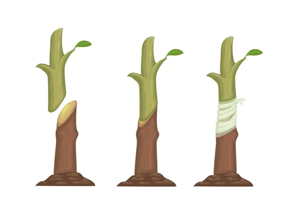 Plant Grafting Method Process Information Illustration Vector — Image vectorielle