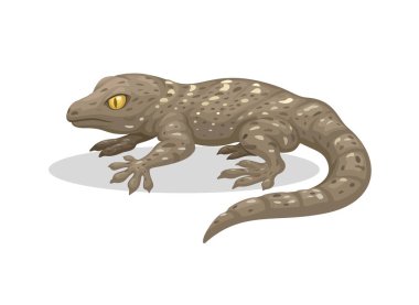 Gecko Egzotik Hayvan Çizgi Filmi Çizim Vektörü