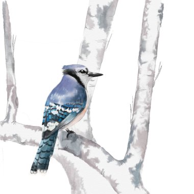 Handpainted watercolor illustration birds isolated on white background cinciarella