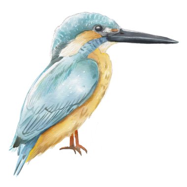 Handpainted watercolor illustration birds isolated on white background cinciarella