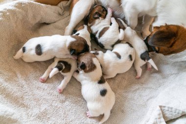 Jack Russell Terrier 'in yeni doğan yavruları