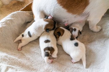 Jack Russell Terrier 'in yeni doğan yavruları