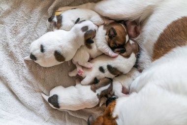 Jack Russell Terrier 'in yeni doğan yavruları