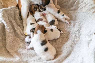 Jack Russell Terrier 'in yeni doğan yavruları