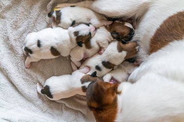 Jack Russell Terrier 'in yeni doğan yavruları