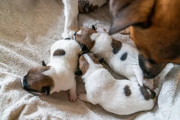 Jack Russell Terrier 'in yeni doğan yavruları