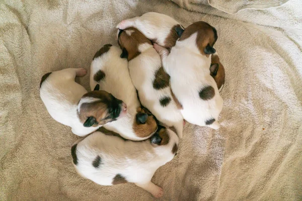 Jack Russell Terrier 'in yeni doğan yavruları