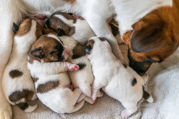 New born puppies of jack russell terrier