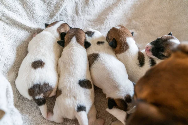 New born puppies of jack russell terrier