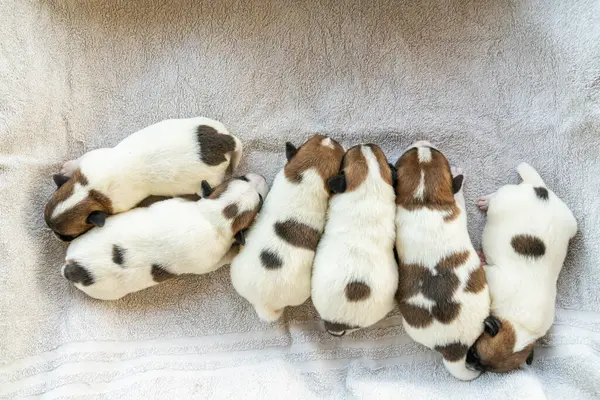 Jack Russell Terrier 'in yeni doğan yavruları