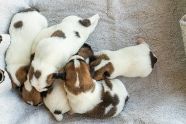 Jack Russell Terrier 'in yeni doğan yavruları