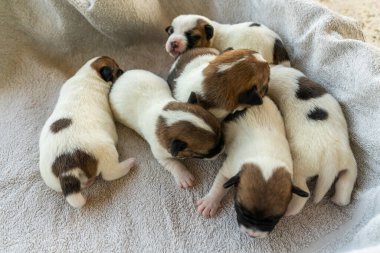 Jack Russell Terrier 'in yeni doğan yavruları