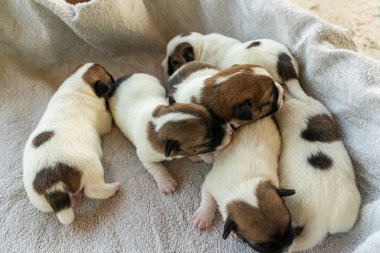 Jack Russell Terrier 'in yeni doğan yavruları