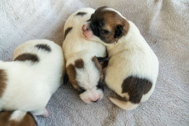 Jack Russell Terrier 'in yeni doğan yavruları