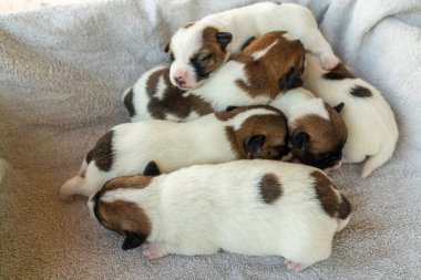 Jack Russell Terrier 'in yeni doğan yavruları