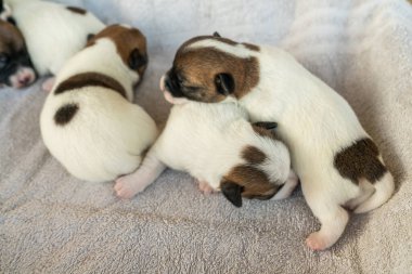 Jack Russell Terrier 'in yeni doğan yavruları