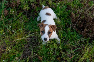 Jack Russell Terrier 'in portresi.