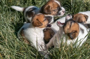 Jack Russell Terrier 'in portresi.