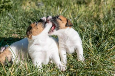 Jack Russell Terrier 'in portresi.