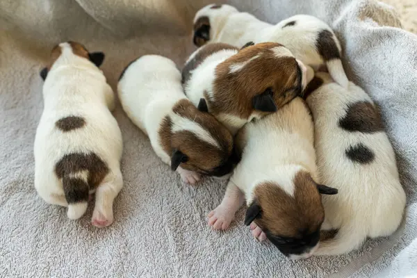 Jack Russell Terrier 'in yeni doğan yavruları