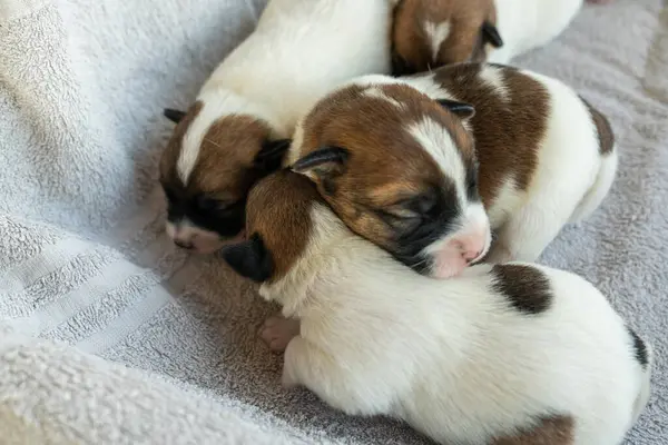 New born puppies of jack russell terrier