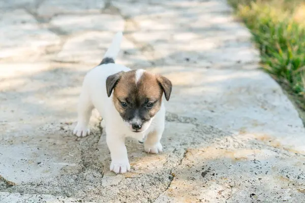 Jack Russell Terrier 'in portresi.