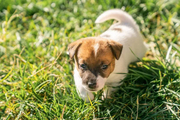 Jack Russell Terrier 'in portresi.
