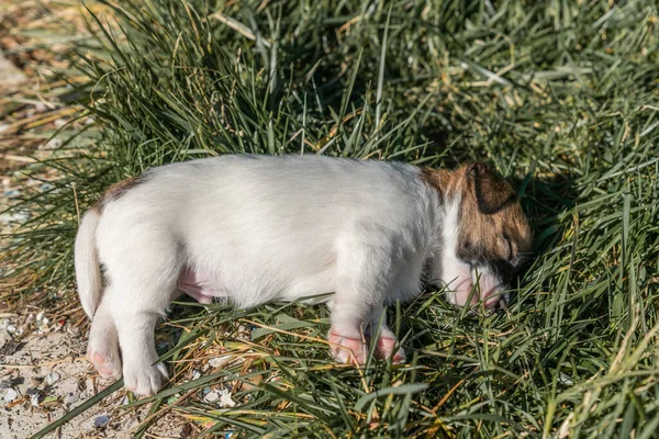 Jack Russell Terrier 'in portresi.