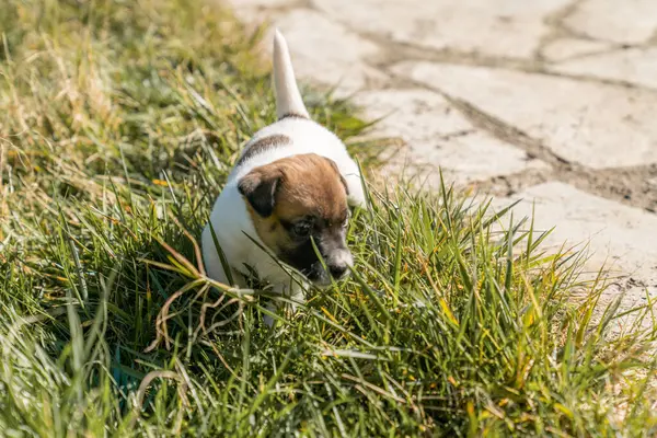Jack Russell Terrier 'in portresi.