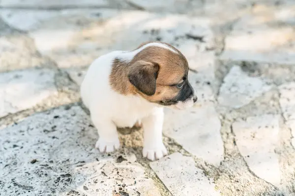 Jack Russell Terrier 'in portresi.
