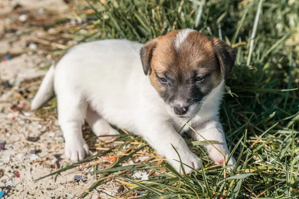 Jack Russell Terrier 'in portresi.