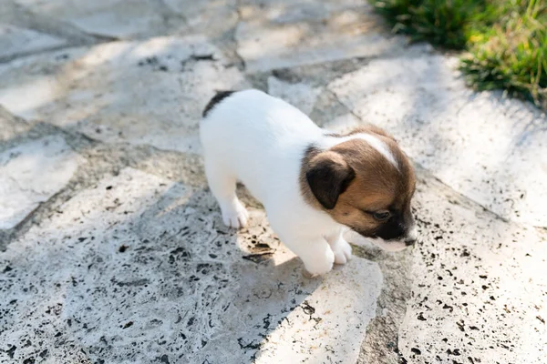 Jack Russell Terrier 'in portresi.