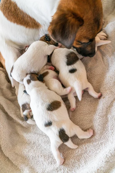 Jack Russell Terrier 'in portresi.