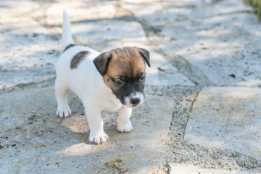 Jack Russell Terrier 'in portresi.