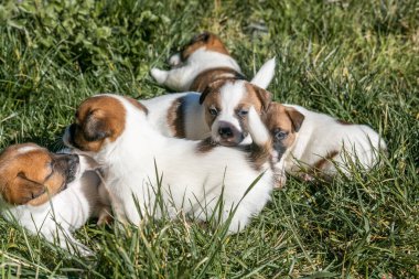 Jack Russell Terrier 'in portresi.