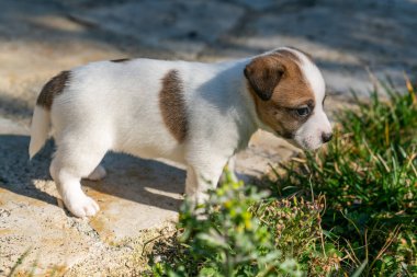 Jack Russell Terrier 'in portresi.