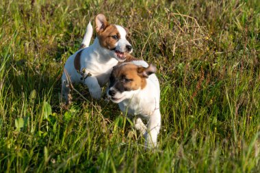 Jack Russell Terrier 'in portresi.