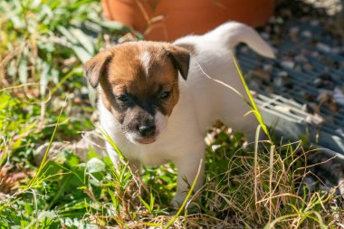 Jack Russell Terrier 'in portresi.