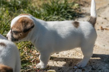 Jack Russell Terrier 'in portresi.