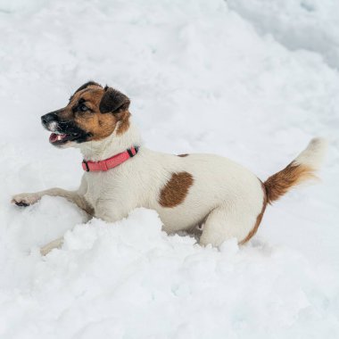 Jack Russell Terrier 'in portresi.