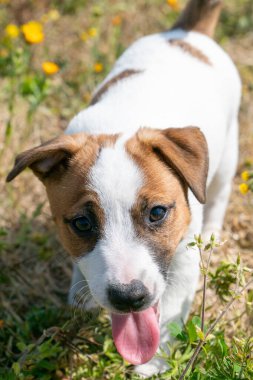Jack Russell Terrier 'in portresi.
