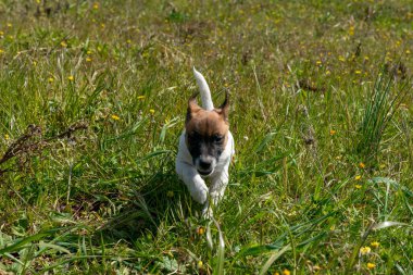 Jack Russell Terrier 'in portresi.