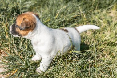 Jack Russell Terrier 'in portresi.