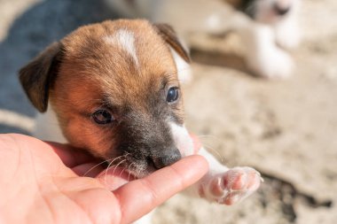 Jack Russell Terrier 'in portresi.