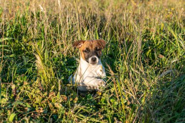 Yavru bir jack russell terrier