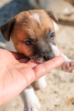 Yavru bir jack russell terrier