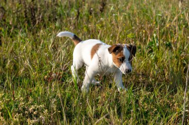 Yavru bir jack russell terrier