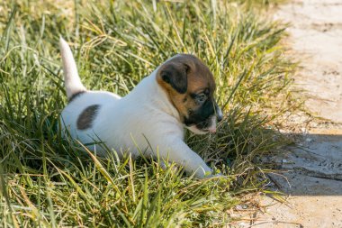 Yavru bir jack russell terrier